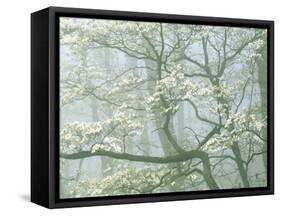 Flowering Dogwood in foggy forest, Shenandoah National Park, Virginia, USA-Charles Gurche-Framed Stretched Canvas