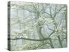Flowering Dogwood in foggy forest, Shenandoah National Park, Virginia, USA-Charles Gurche-Stretched Canvas
