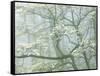 Flowering Dogwood in foggy forest, Shenandoah National Park, Virginia, USA-Charles Gurche-Framed Stretched Canvas