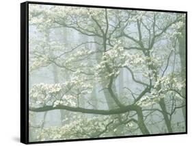 Flowering Dogwood in foggy forest, Shenandoah National Park, Virginia, USA-Charles Gurche-Framed Stretched Canvas