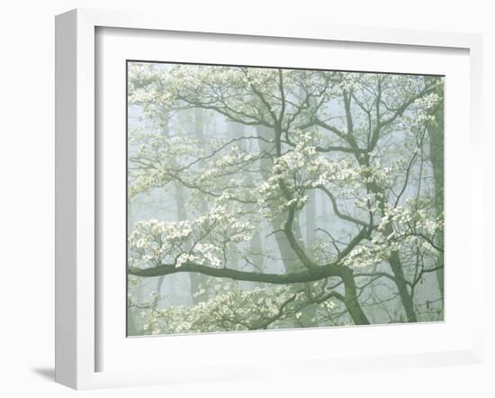 Flowering Dogwood in foggy forest, Shenandoah National Park, Virginia, USA-Charles Gurche-Framed Premium Photographic Print
