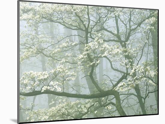 Flowering Dogwood in foggy forest, Shenandoah National Park, Virginia, USA-Charles Gurche-Mounted Premium Photographic Print