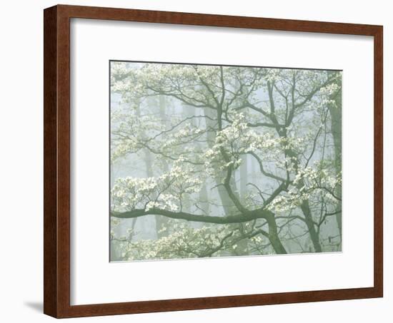 Flowering Dogwood in foggy forest, Shenandoah National Park, Virginia, USA-Charles Gurche-Framed Photographic Print