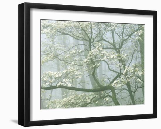 Flowering Dogwood in foggy forest, Shenandoah National Park, Virginia, USA-Charles Gurche-Framed Photographic Print