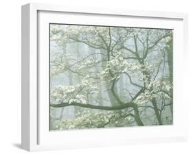 Flowering Dogwood in foggy forest, Shenandoah National Park, Virginia, USA-Charles Gurche-Framed Photographic Print