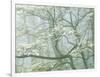 Flowering Dogwood in foggy forest, Shenandoah National Park, Virginia, USA-Charles Gurche-Framed Photographic Print