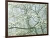 Flowering Dogwood in foggy forest, Shenandoah National Park, Virginia, USA-Charles Gurche-Framed Photographic Print