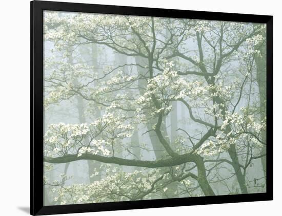 Flowering Dogwood in foggy forest, Shenandoah National Park, Virginia, USA-Charles Gurche-Framed Photographic Print