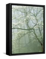 Flowering Dogwood in foggy forest, Shenandoah National Park, Virginia, USA-Charles Gurche-Framed Stretched Canvas