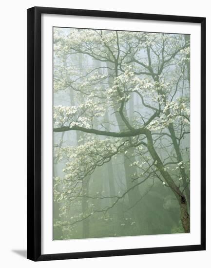 Flowering Dogwood in foggy forest, Shenandoah National Park, Virginia, USA-Charles Gurche-Framed Premium Photographic Print