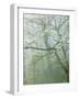 Flowering Dogwood in foggy forest, Shenandoah National Park, Virginia, USA-Charles Gurche-Framed Photographic Print