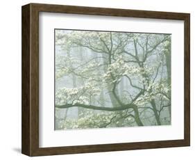 Flowering Dogwood in foggy forest, Shenandoah National Park, Virginia, USA-Charles Gurche-Framed Photographic Print