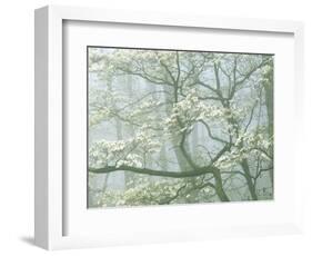 Flowering Dogwood in foggy forest, Shenandoah National Park, Virginia, USA-Charles Gurche-Framed Photographic Print