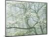 Flowering Dogwood in foggy forest, Shenandoah National Park, Virginia, USA-Charles Gurche-Mounted Photographic Print