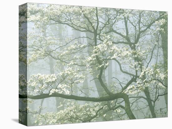 Flowering Dogwood in foggy forest, Shenandoah National Park, Virginia, USA-Charles Gurche-Stretched Canvas