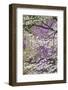Flowering dogwood tree and distant Eastern redbud, Kentucky-Adam Jones-Framed Photographic Print
