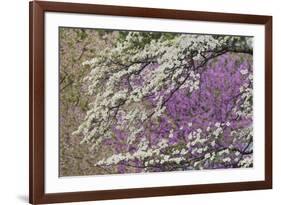 Flowering dogwood tree and distant Eastern redbud, Kentucky-Adam Jones-Framed Photographic Print