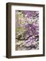 Flowering dogwood tree and distant Eastern redbud, Kentucky-Adam Jones-Framed Photographic Print