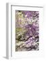 Flowering dogwood tree and distant Eastern redbud, Kentucky-Adam Jones-Framed Photographic Print