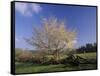 Flowering Dogwood Tree and Rail Fence, Great Smoky Mountains National Park, Tennessee, USA-Adam Jones-Framed Stretched Canvas