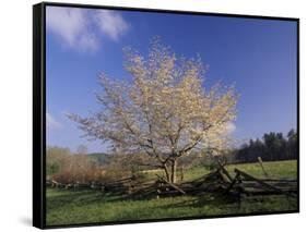 Flowering Dogwood Tree and Rail Fence, Great Smoky Mountains National Park, Tennessee, USA-Adam Jones-Framed Stretched Canvas