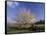 Flowering Dogwood Tree and Rail Fence, Great Smoky Mountains National Park, Tennessee, USA-Adam Jones-Framed Stretched Canvas