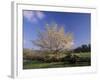 Flowering Dogwood Tree and Rail Fence, Great Smoky Mountains National Park, Tennessee, USA-Adam Jones-Framed Photographic Print