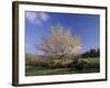 Flowering Dogwood Tree and Rail Fence, Great Smoky Mountains National Park, Tennessee, USA-Adam Jones-Framed Photographic Print