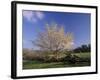 Flowering Dogwood Tree and Rail Fence, Great Smoky Mountains National Park, Tennessee, USA-Adam Jones-Framed Photographic Print