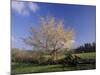 Flowering Dogwood Tree and Rail Fence, Great Smoky Mountains National Park, Tennessee, USA-Adam Jones-Mounted Photographic Print