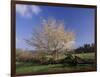 Flowering Dogwood Tree and Rail Fence, Great Smoky Mountains National Park, Tennessee, USA-Adam Jones-Framed Photographic Print