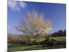 Flowering Dogwood Tree and Rail Fence, Great Smoky Mountains National Park, Tennessee, USA-Adam Jones-Mounted Photographic Print