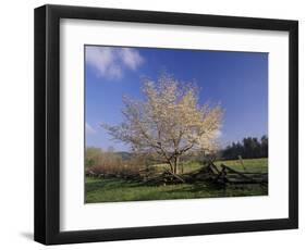 Flowering Dogwood Tree and Rail Fence, Great Smoky Mountains National Park, Tennessee, USA-Adam Jones-Framed Photographic Print