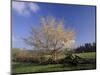 Flowering Dogwood Tree and Rail Fence, Great Smoky Mountains National Park, Tennessee, USA-Adam Jones-Mounted Photographic Print