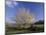 Flowering Dogwood Tree and Rail Fence, Great Smoky Mountains National Park, Tennessee, USA-Adam Jones-Mounted Photographic Print