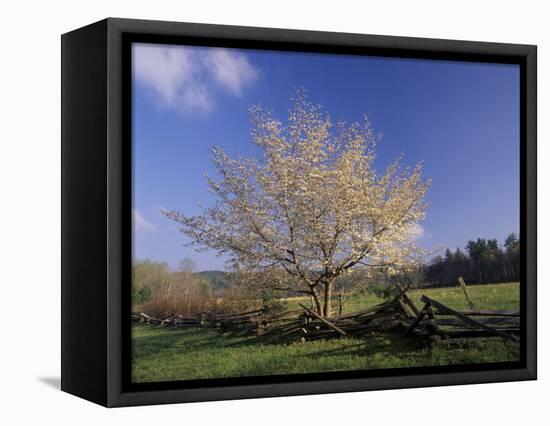 Flowering Dogwood Tree and Rail Fence, Great Smoky Mountains National Park, Tennessee, USA-Adam Jones-Framed Stretched Canvas