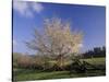 Flowering Dogwood Tree and Rail Fence, Great Smoky Mountains National Park, Tennessee, USA-Adam Jones-Stretched Canvas