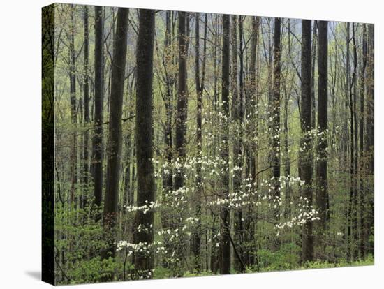 Flowering Dogwood Tree, Great Smoky Mountains National Park, Tennessee, USA-Adam Jones-Stretched Canvas