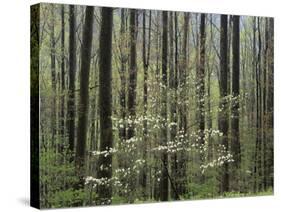 Flowering Dogwood Tree, Great Smoky Mountains National Park, Tennessee, USA-Adam Jones-Stretched Canvas