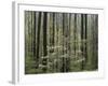 Flowering Dogwood Tree, Great Smoky Mountains National Park, Tennessee, USA-Adam Jones-Framed Photographic Print