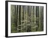 Flowering Dogwood Tree, Great Smoky Mountains National Park, Tennessee, USA-Adam Jones-Framed Photographic Print