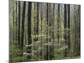 Flowering Dogwood Tree, Great Smoky Mountains National Park, Tennessee, USA-Adam Jones-Mounted Photographic Print