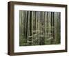 Flowering Dogwood Tree, Great Smoky Mountains National Park, Tennessee, USA-Adam Jones-Framed Photographic Print