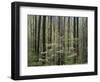 Flowering Dogwood Tree, Great Smoky Mountains National Park, Tennessee, USA-Adam Jones-Framed Photographic Print