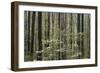 Flowering Dogwood Tree, Great Smoky Mountains National Park, Tennessee, USA-Adam Jones-Framed Photographic Print