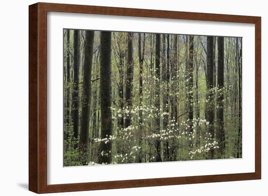 Flowering Dogwood Tree, Great Smoky Mountains National Park, Tennessee, USA-Adam Jones-Framed Photographic Print