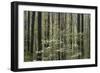 Flowering Dogwood Tree, Great Smoky Mountains National Park, Tennessee, USA-Adam Jones-Framed Photographic Print