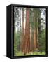 Flowering Dogwood Tree, Yosemite National Park, California, USA-Jamie & Judy Wild-Framed Stretched Canvas