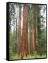 Flowering Dogwood Tree, Yosemite National Park, California, USA-Jamie & Judy Wild-Framed Stretched Canvas