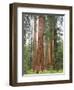 Flowering Dogwood Tree, Yosemite National Park, California, USA-Jamie & Judy Wild-Framed Photographic Print